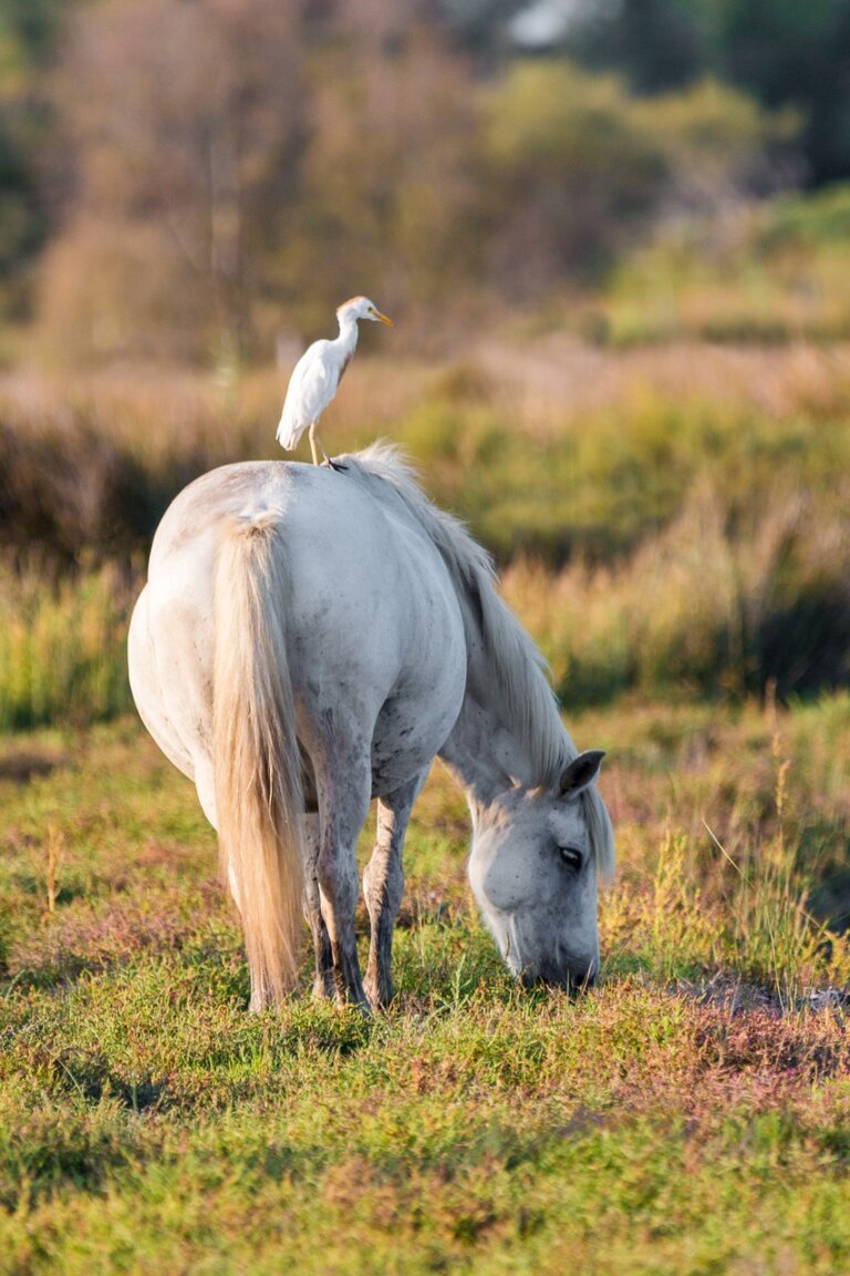 cattle egret, white horse, move